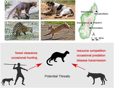 descriptive articles about animals